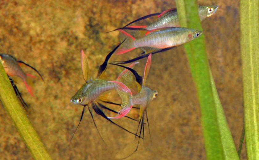 Ириатерина вернера Ириатерина вернера