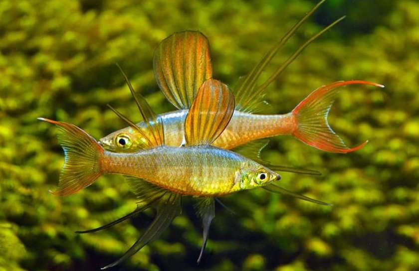 Ириатерина вернера