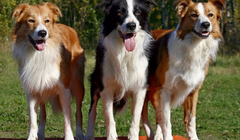 пастушьи собаки