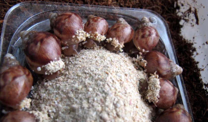 Пищевая добавка для ахатин