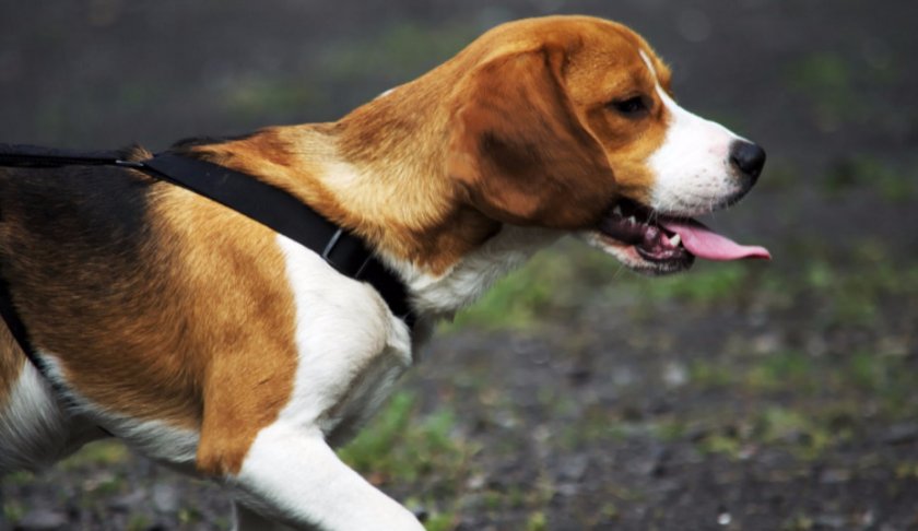 Гончие собаки