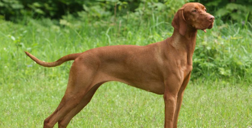 легавые собаки