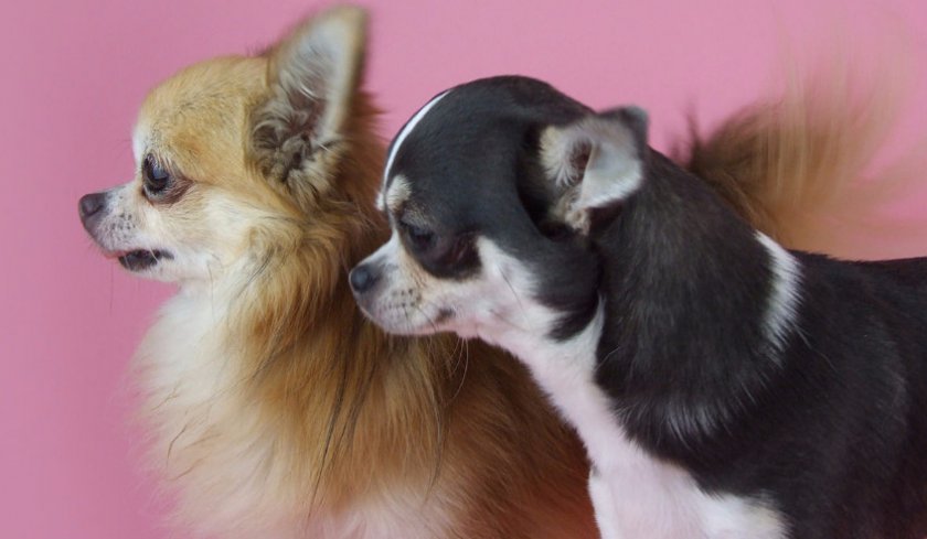 Комнатно-декоративные собаки