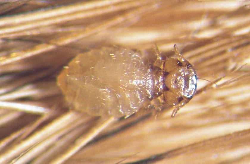 Вши у кошек