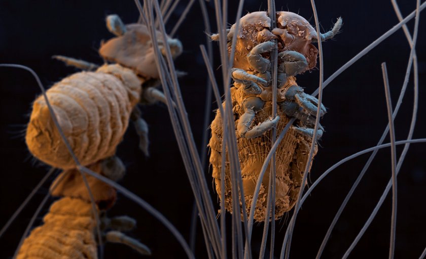 Вши у кошек