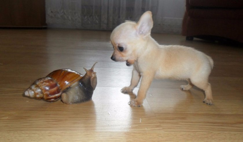 Улитка ахатина в сравнении с щенком