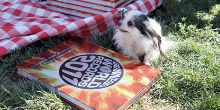 чихуахуа Бу-Бу