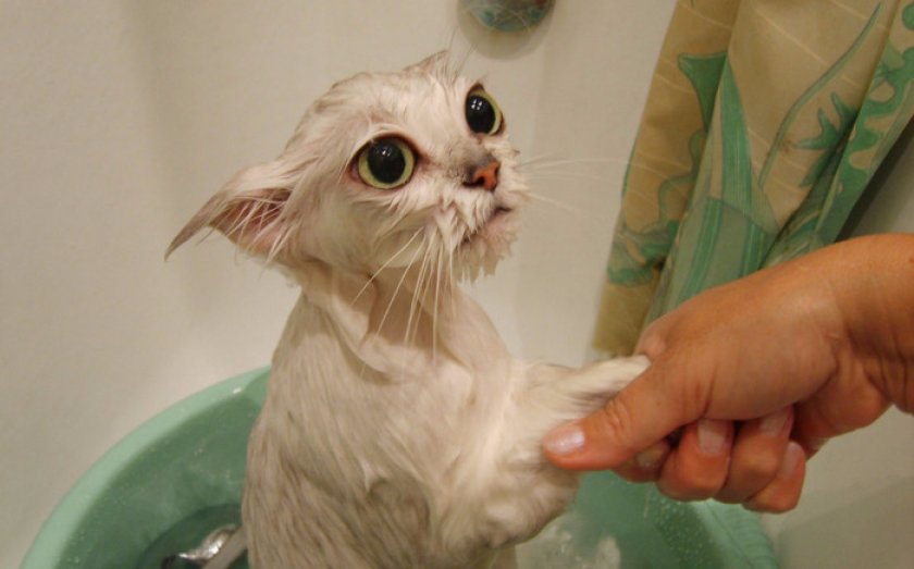 Обработка от паразитов