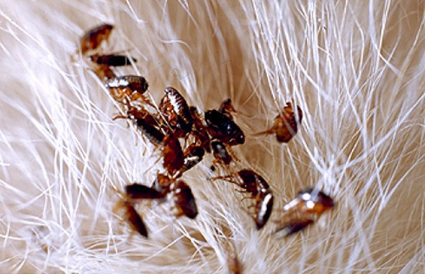 Блохи у кошек
