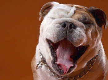 Как убрать ужасный запах из пасти питомца