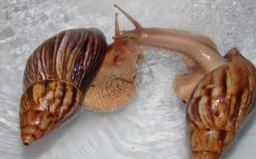 Купание улиток