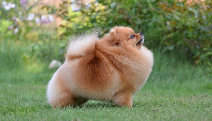 Померанский шпиц