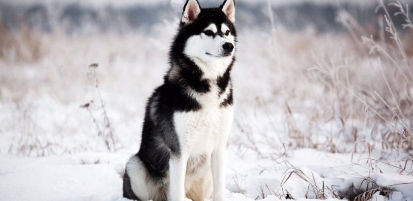 Сибирский хаски