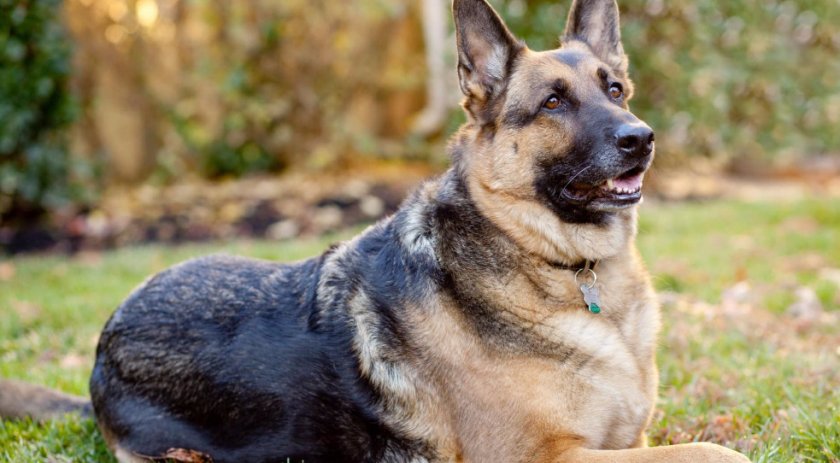 Немецкая овчарка