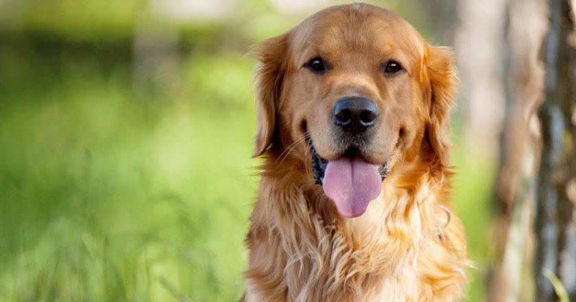 Лабрадор ретривер