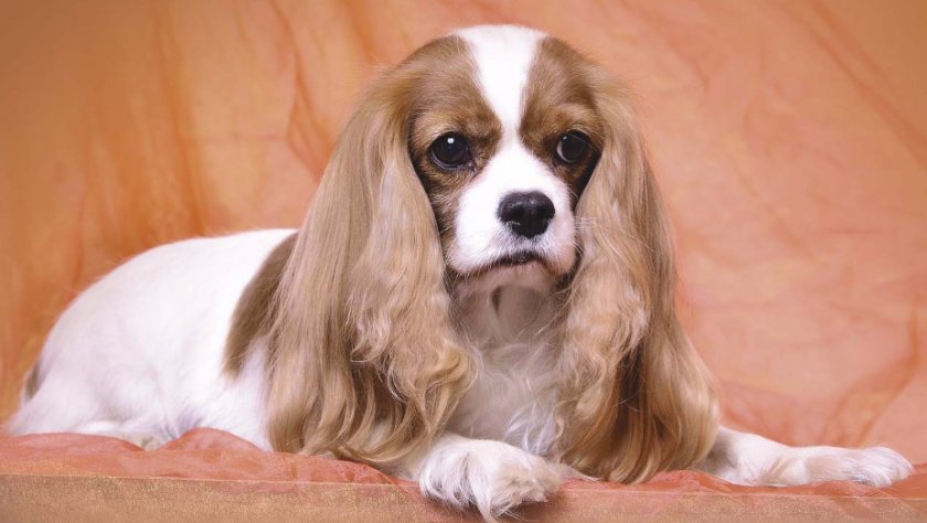 Кинг-чарльз-спаниель