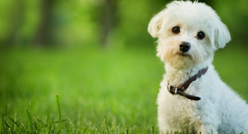 Мальтийская болонка