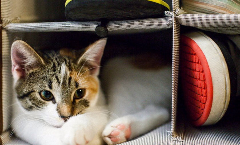 Как вывести запах кошачьей мочи из обуви