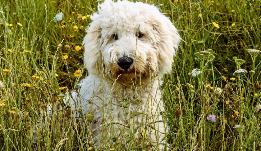 голдендудль