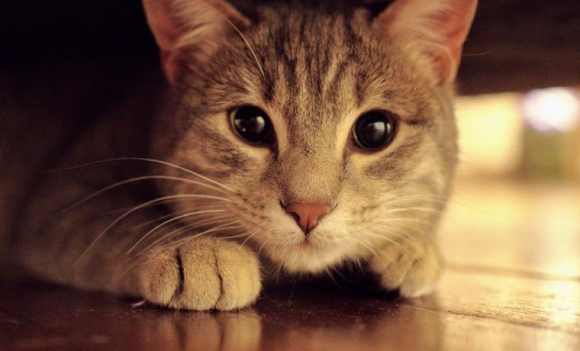 Избавляемся от запаха кошачьей мочи с пола