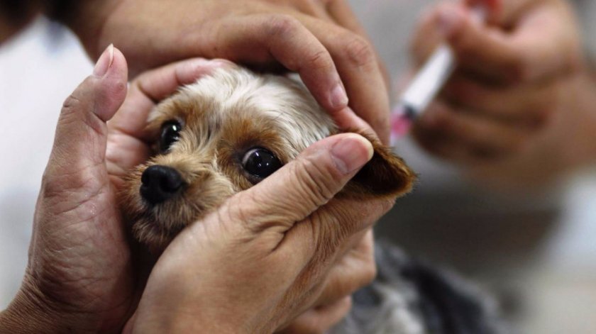 вакцинация