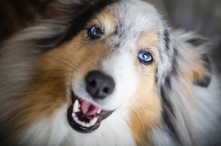 Шелти Шелти