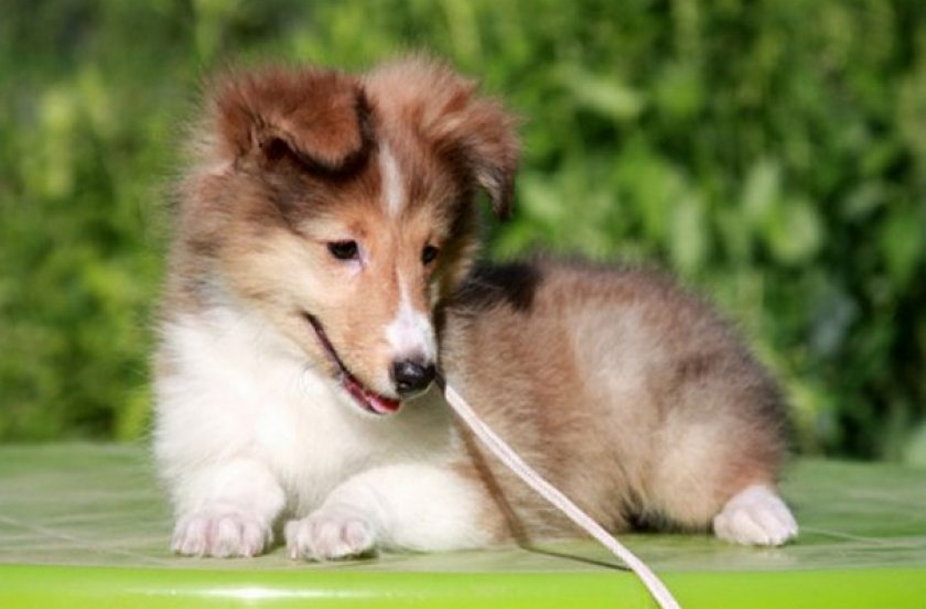 Щенок Щенок