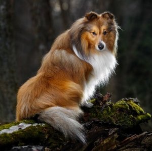 Шелти Шелти