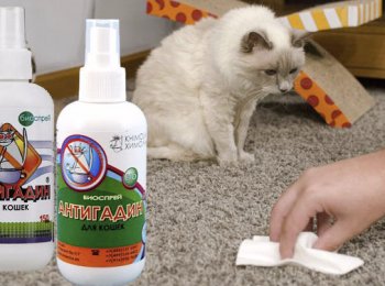 «Антигадин»: как отучить кота писать и гадить дома