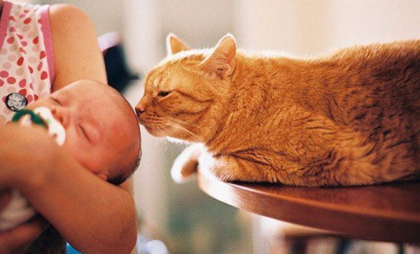 кот и ребенок