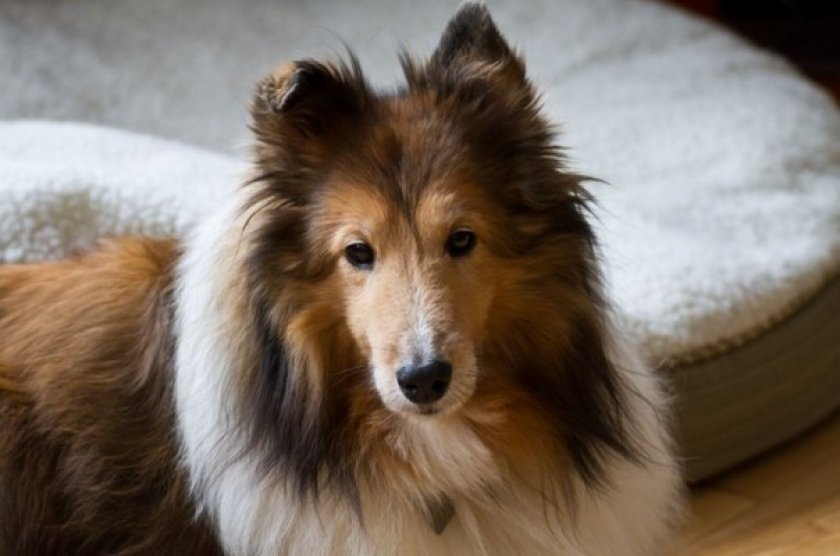 Шелти Шелти