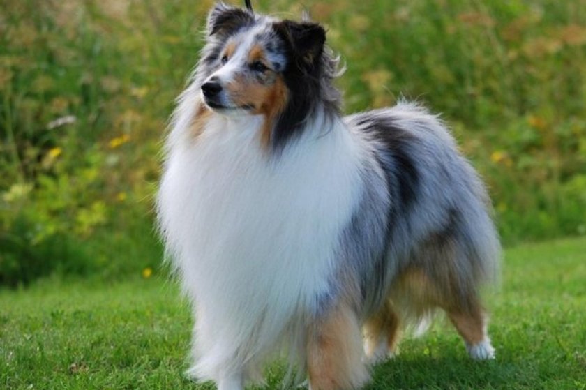 Блю-мерль Блю-мерль