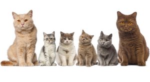 короткошерстные породы