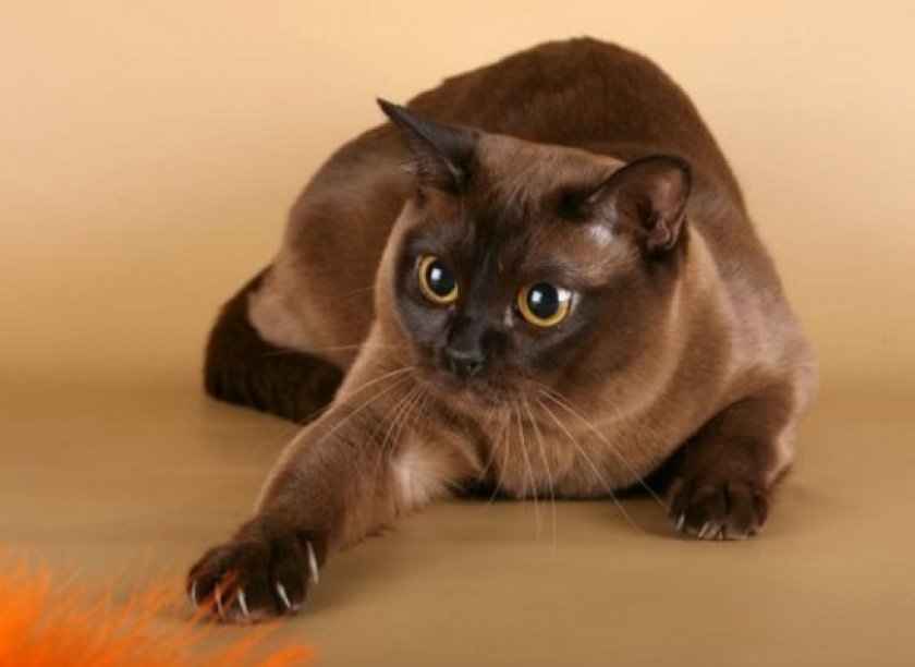 короткошерстные породы короткошерстные породы