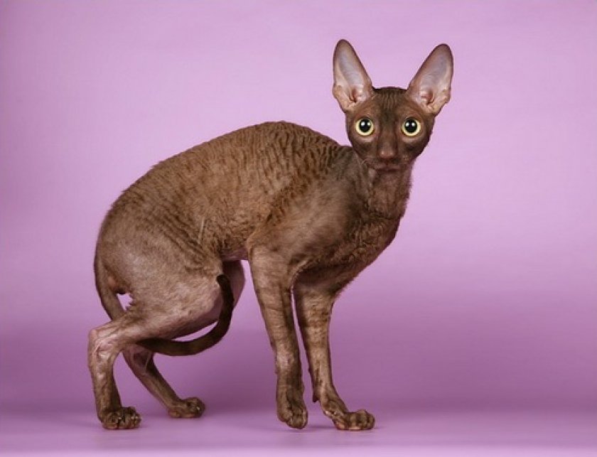 короткошерстные породы короткошерстные породы