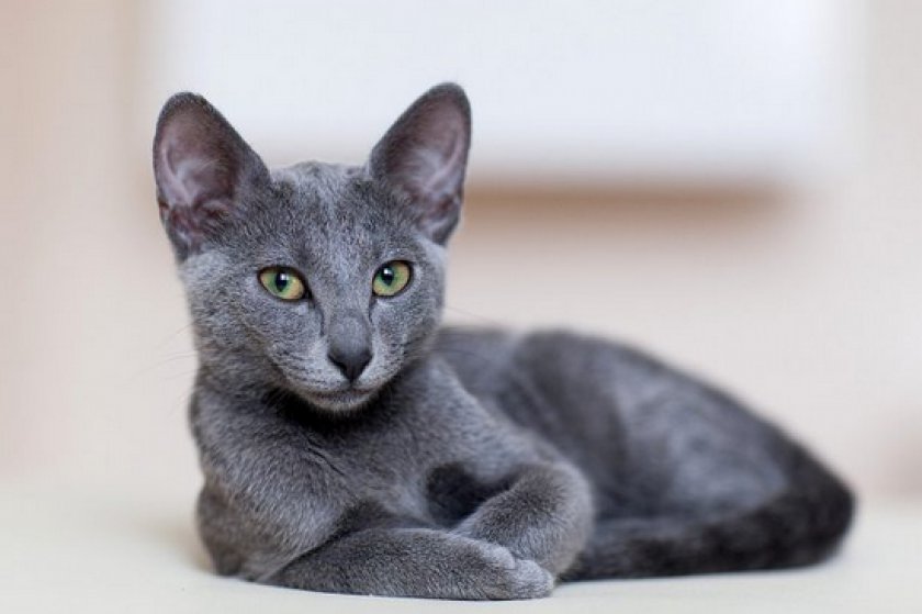 короткошерстные породы короткошерстные породы