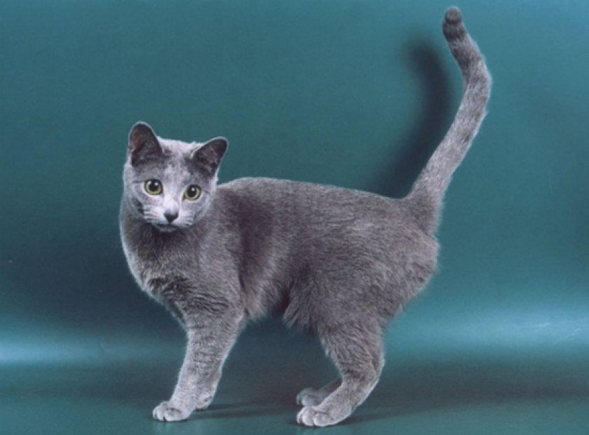 короткошерстные породы короткошерстные породы