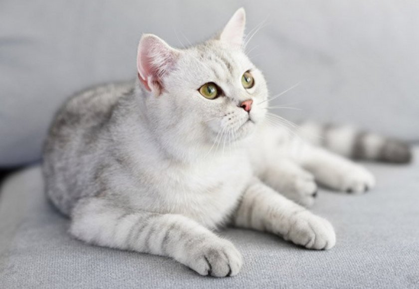 короткошерстные породы короткошерстные породы