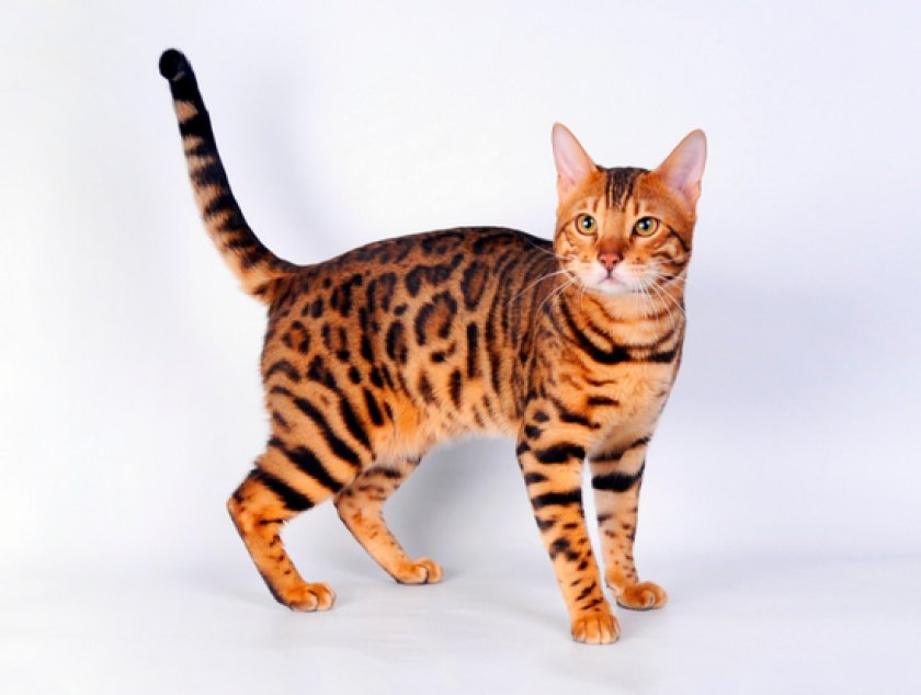 короткошерстные породы короткошерстные породы