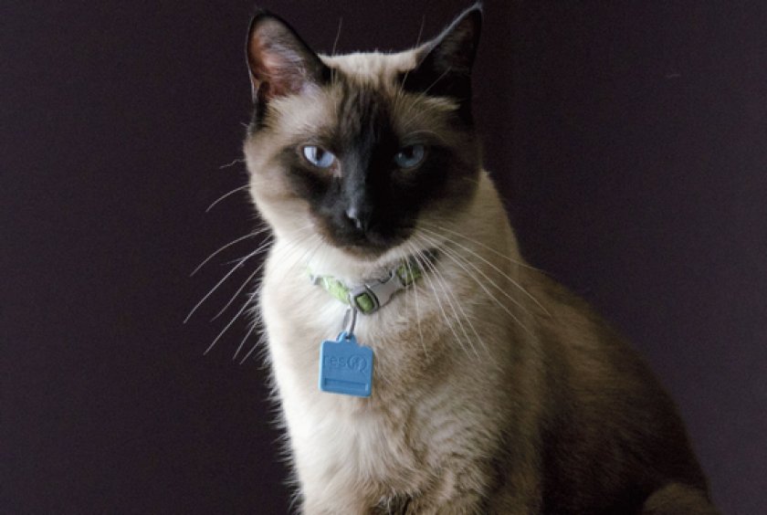 короткошерстные породы короткошерстные породы