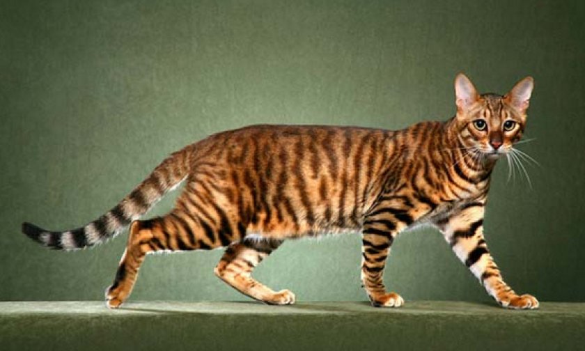 короткошерстные породы короткошерстные породы