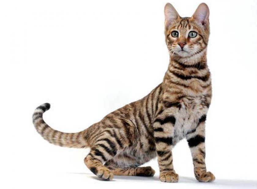 короткошерстные породы короткошерстные породы