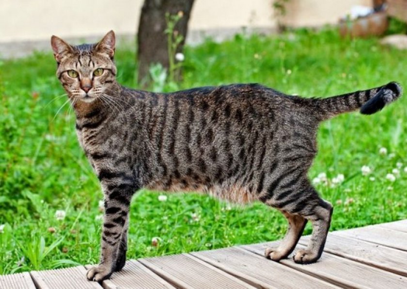 короткошерстные породы короткошерстные породы