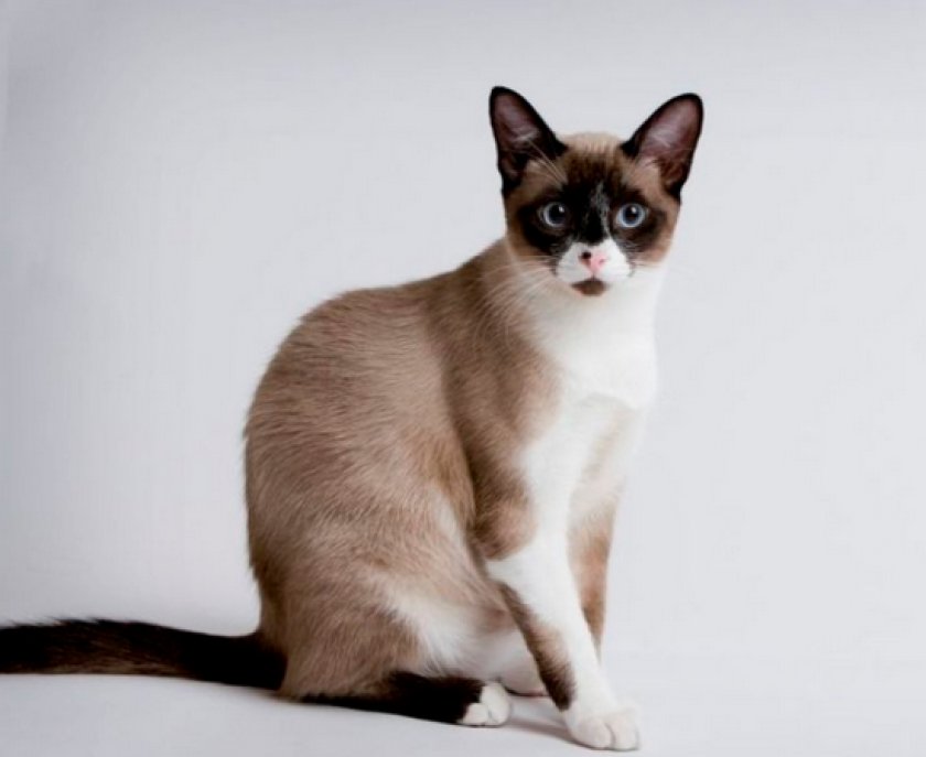 короткошерстные породы короткошерстные породы