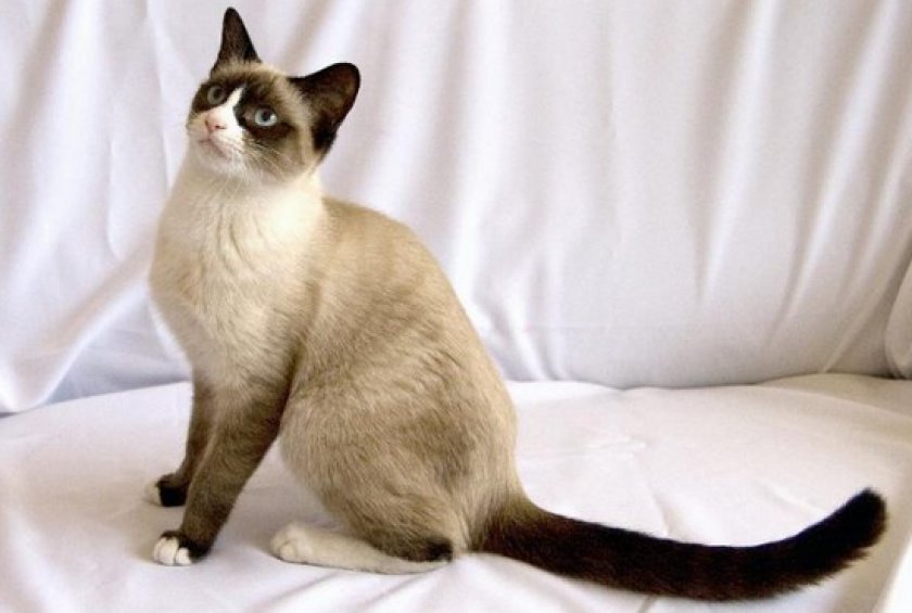 короткошерстные породы короткошерстные породы