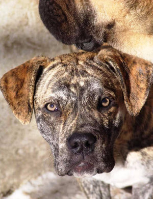 Испанский бульдог алано Испанский бульдог алано