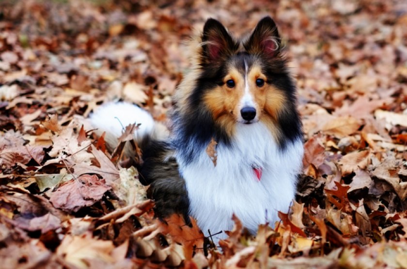 Шелти Шелти