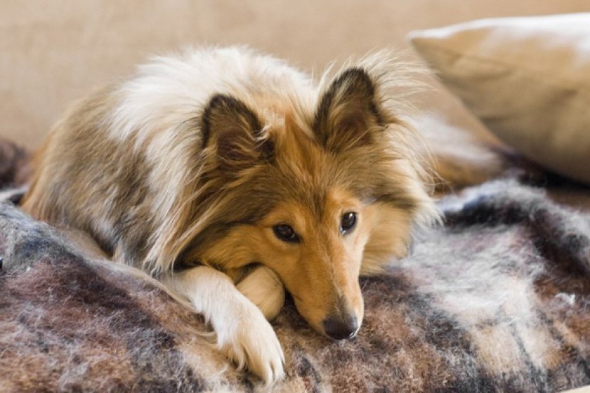 Шелти Шелти