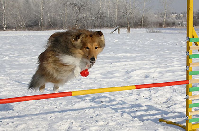 Дрессировка Дрессировка