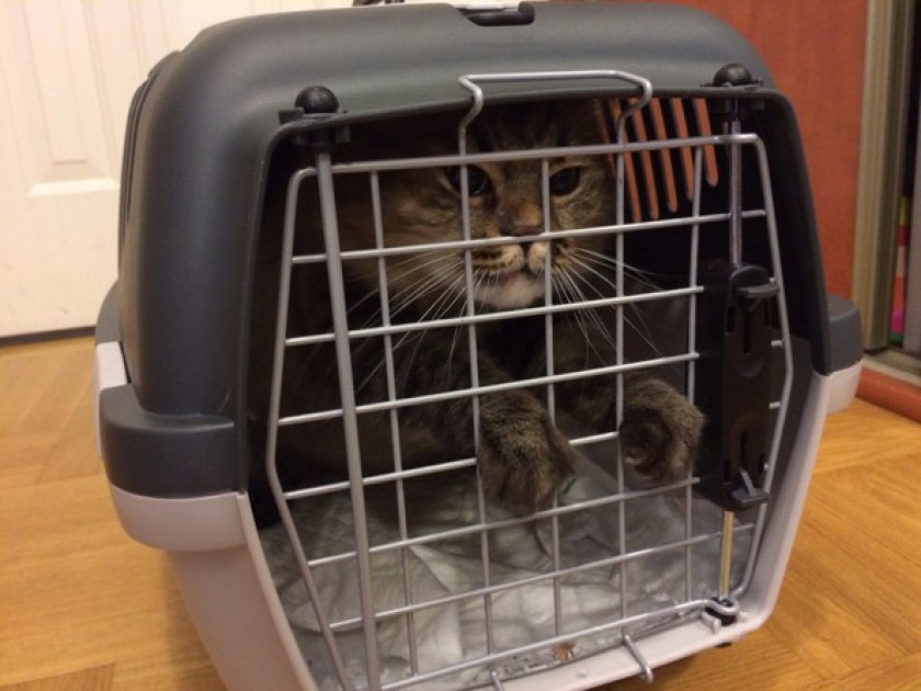 Пластиковая сумка переноска